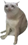 CASHCAT